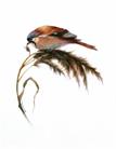 Tricia Spink - Bearded tit